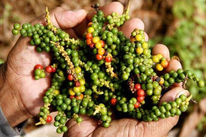 Aplikasi SpiceUp, Terobosan Untuk Permudah Agribisnis Lada di Indonesia