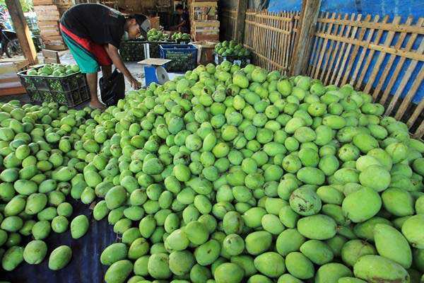 Khasiat Buah Mangga bagi Kesehatan hingga Menunda Penuaan