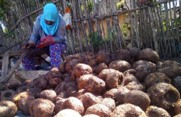 Budidaya Porang Memperlihatkan Prospek Bagus