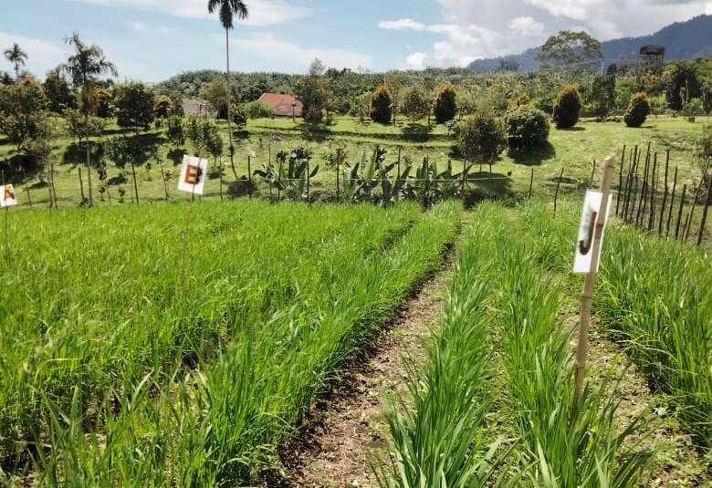 Padi di Lahan Kering, Solsel Kembangkan Beras Merah dan Hitam Asal Sangir