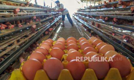 Harga Telur Ayam Ras di Makassar Bergerak Jelang Ramadhan