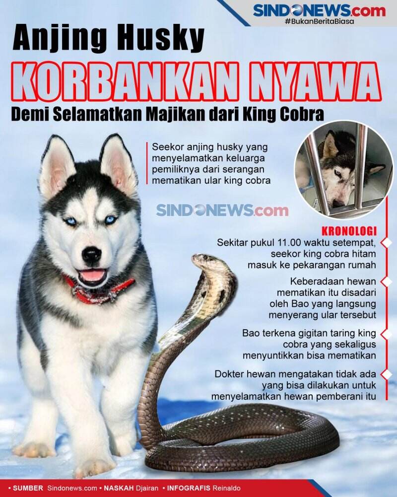 Anjing Husky Korbankan Nyawa demi Selamatkan Majikan