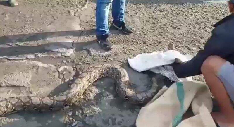 Warga Digegerkan Kemunculan Ular Sepanjang 5 Meter di Cigombong