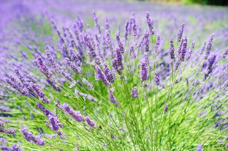 Khasiat Lavender Oil yang Lebih dari Sekadar Obat Anti Nyamuk