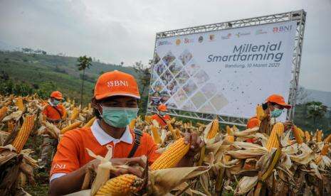 Petani Optimistis Target Produksi Jagung Tercapai