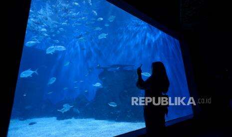 In Picture: Ngabuburit di Jakarta Aquarium and Safari