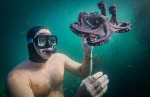 My Octopus Teacher Review: Persahabatan Menakjubkan dengan Seekor Gurita