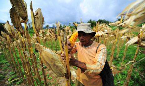 GPMT: Kecupukan Jagung untuk Industri Pakan Turun