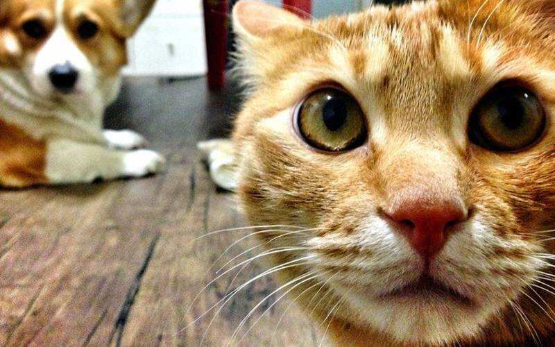 Anjing dan Kucing Terinfeksi Virus Corona B117, Pakar Teliti Penularan ke Manusia