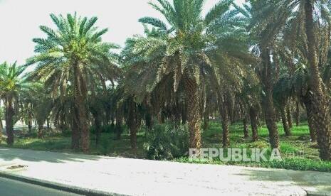 Melimpahnya Buah Kurma Jabir Berkat Doa Rasulullah SAW