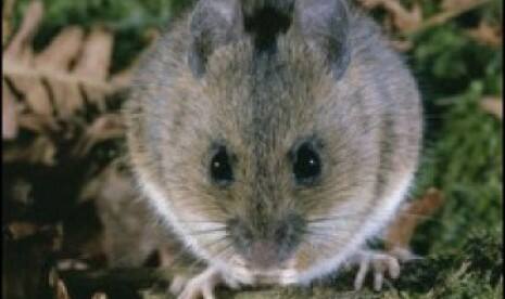 Mimpi Melihat Tikus, Apa Maknanya? Ini Penjelasan Ulama