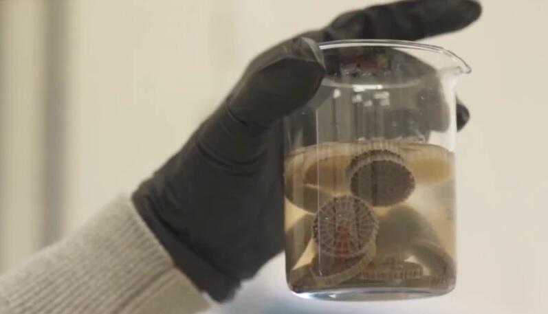 Australia Kembangkan Anammox, `Superbug` Pemakan Limbah