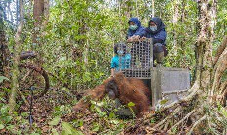 Tanagupa Kembali Menjadi Rumah Bagi Orangutan