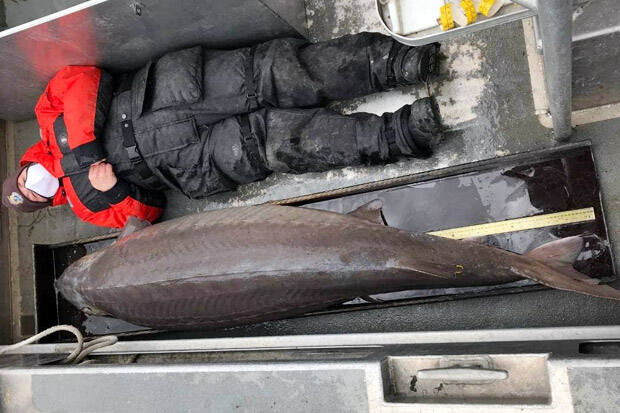 Ahli Biologi AS Berhasil Tangkap Ikan yang Diduga Menetas Seabad Lalu