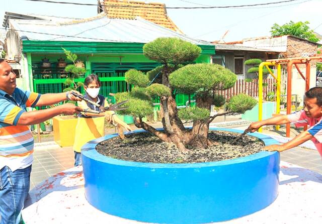 Belajar dari Petugas Taman dan YouTube, Bonsai Ditawar Tamu Rp 20 Juta