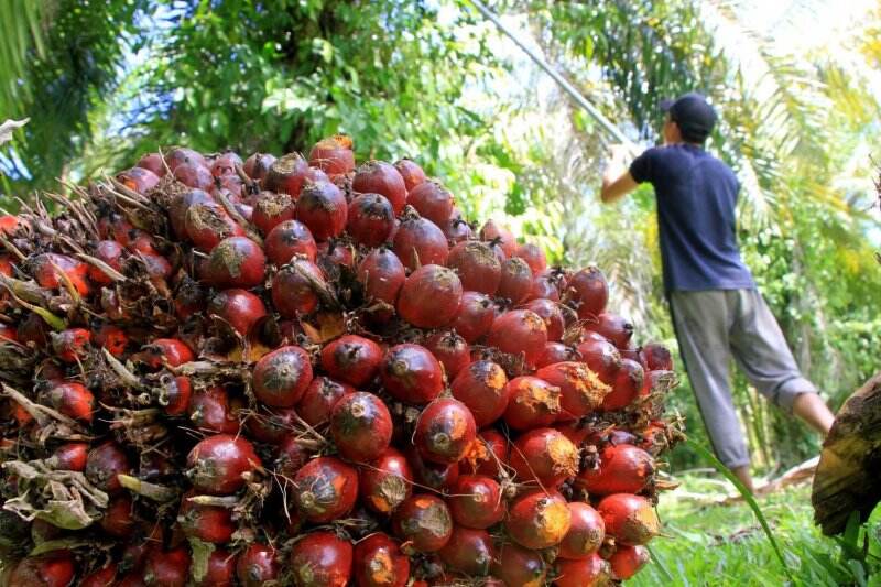 Lahan Tak Produktif Capai 17%