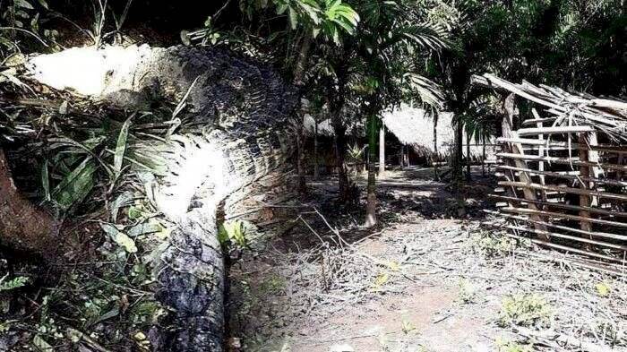 Cerita Seorang Ayah yang Hanya Bisa Terpana Lihat Putrinya Dihabisi Buaya