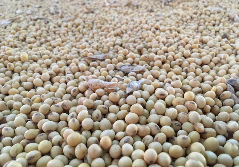 Perajin Tahu-Tempe Jangan Kaget, Harga Kedelai Dunia Lagi Tancap Gas