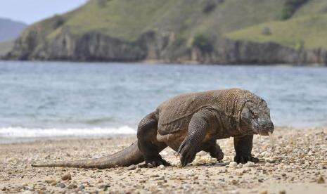 1.200 Komodo di TN Komodo Telah Dipasang Chip Pelacak