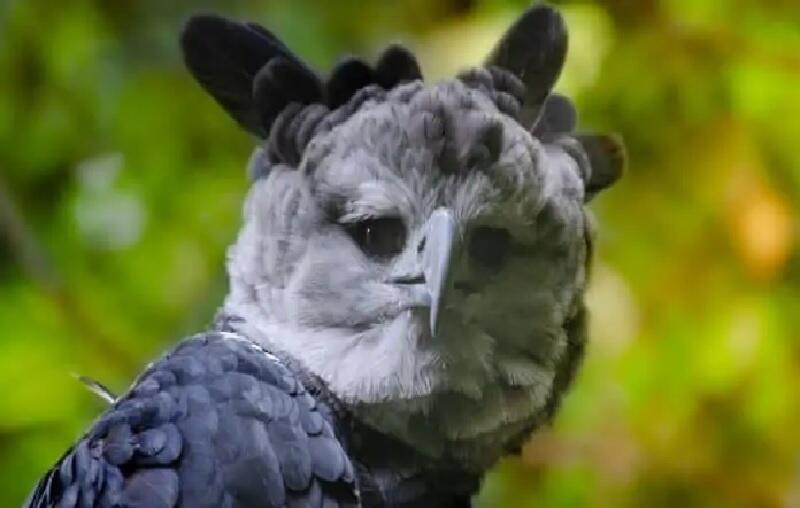 Elang Amazon, Burung Terbesar di Dunia yang Terancam Kelaparan