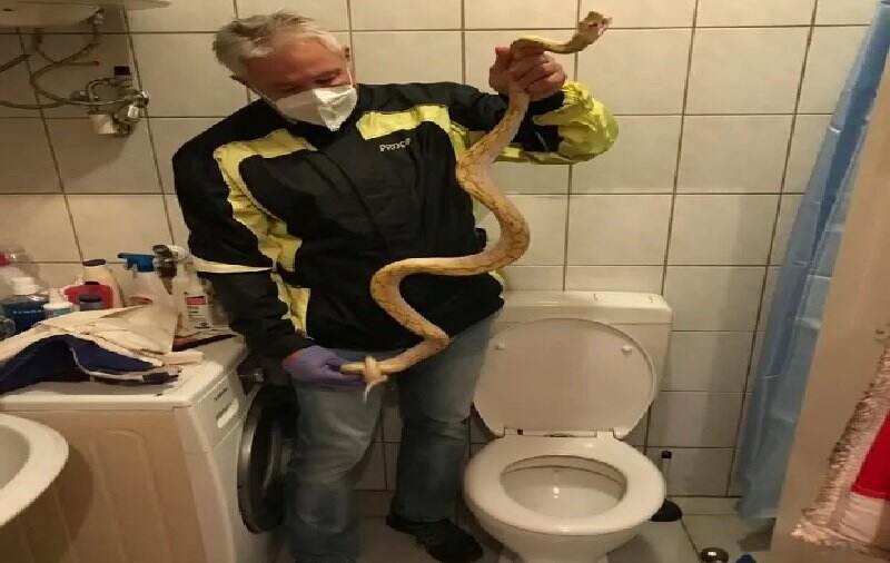 Pria Ini Digigit Ular Piton Saat Duduk di Toilet