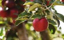 Selain Tinggi Vitamin, Ini 3 Nutrisi Penting untuk Tubuh dari Buah Apel