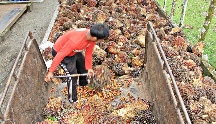 Dibandingkan Sektor Lain, Petani Sawit di Kaltim Lebih Sejahtera