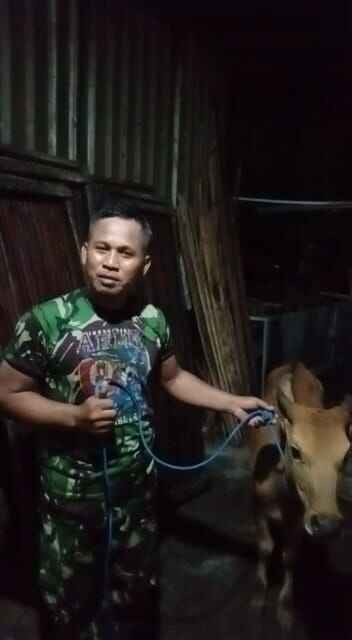 Viral Sapi Terjatuh dari Truk di Banjarbaru, Simak Kronologinya