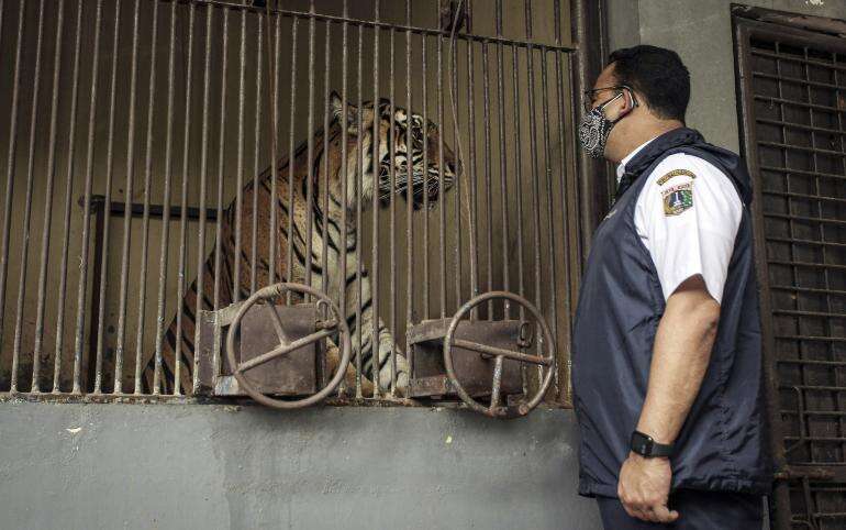 Harimau Pun Kena Corona