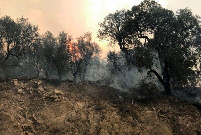 Kebakaran Hutan Aljazair Tewaskan Puluhan Orang, Termasuk Tentara
