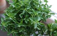 5 Manfaat Oregano Bagi Kesehatan