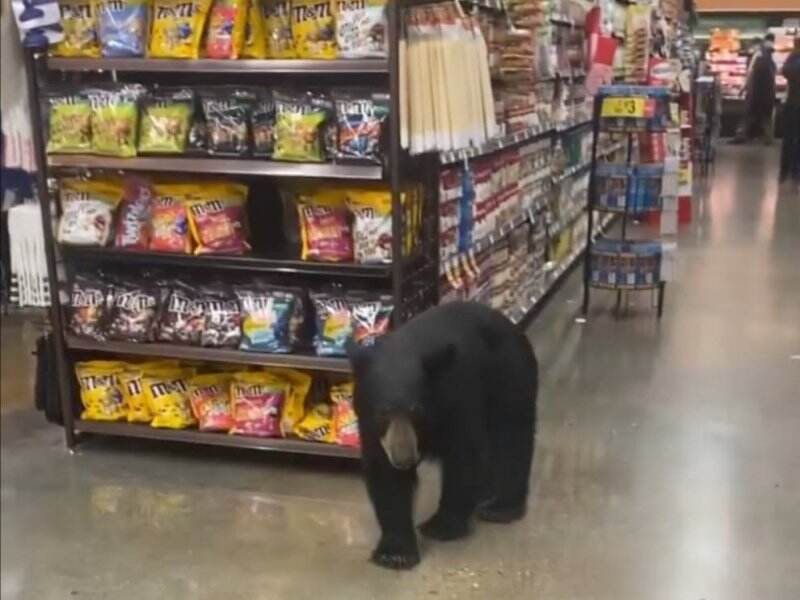 Viral Beruang Hitam Berkeliaran dalam Toko Kelontong, Pembeli Tercengang