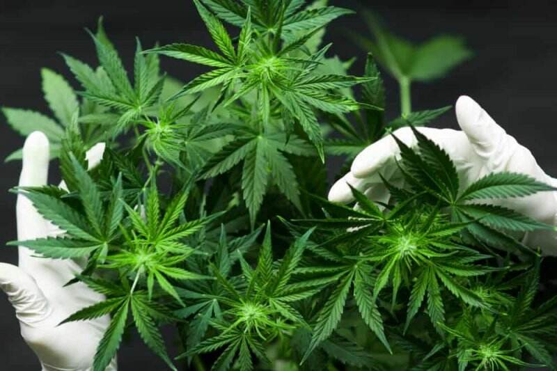 DPR Dorong Pemerintah Riset Ganja untuk Kesehatan