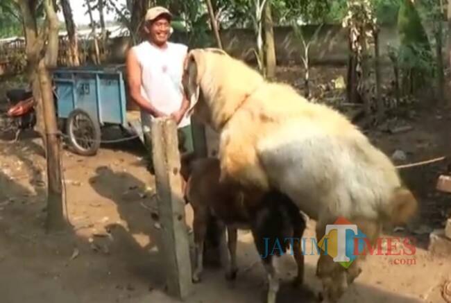 Tawarkan Jasa Kawin Kambing, Pria Asal Blitar ini Raup Jutaan Rupiah