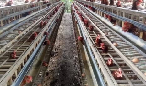 Kemendag: Pemangkasan Produksi Ayam Demi Naikkan Harga