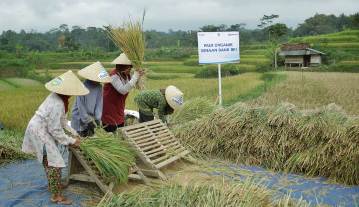 Selama Masa Pandemi, Rp161 Triliun Kredit Mikro BRI Tersalurkan ke Sektor Pertanian