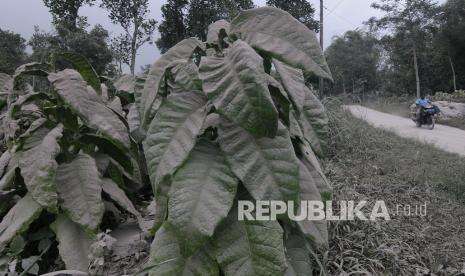 In Picture: Hujan Abu Vulkanik Gunung Merapi