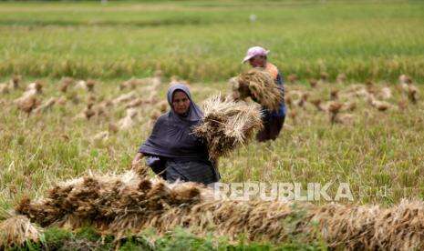 Produksi Padi Aceh Timur Capai 101 Ribu Ton per Tahun