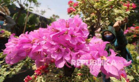 In Picture: Tanaman Bugenvil di Desa Paron Kediri