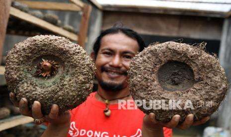 In Picture: Budidaya Umbi Porang Diminati Warga