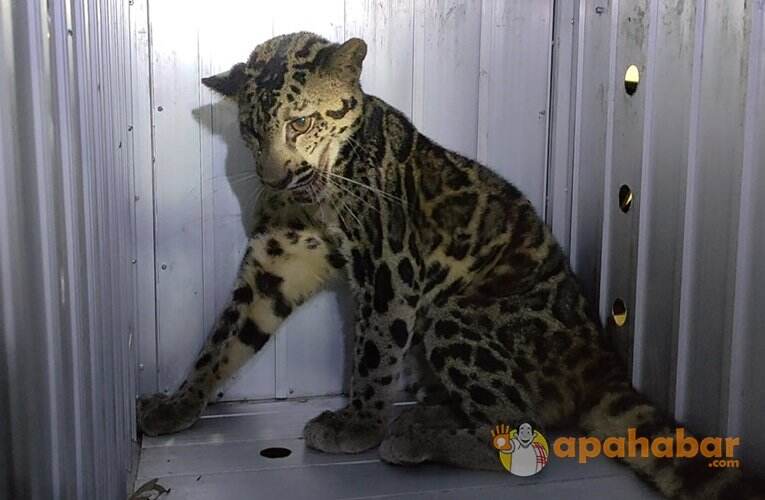 Hanya Hitungan Jam, Akhirnya Macan Dahan di Kandangan Berhasil Ditangkap