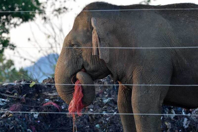 Sampah Plastik Ancam Migrasi Spesies di Asia-Pasifik