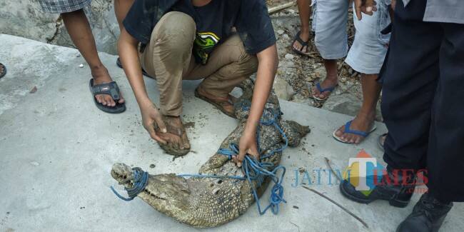 Geger Buaya Terlepas di Selokan, Jadi Tontonan Warga Parengan Tuban