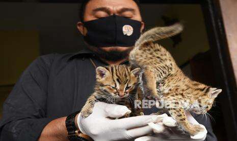 Warga Tulungagung Serahkan Kucing Hutan ke BKSDA Kediri