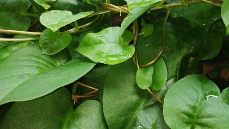 13 Manfaat Daun Binahong dan Efek Sampingnya
