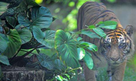 Pemburu Harimau Sumatra di Riau Ditangkap