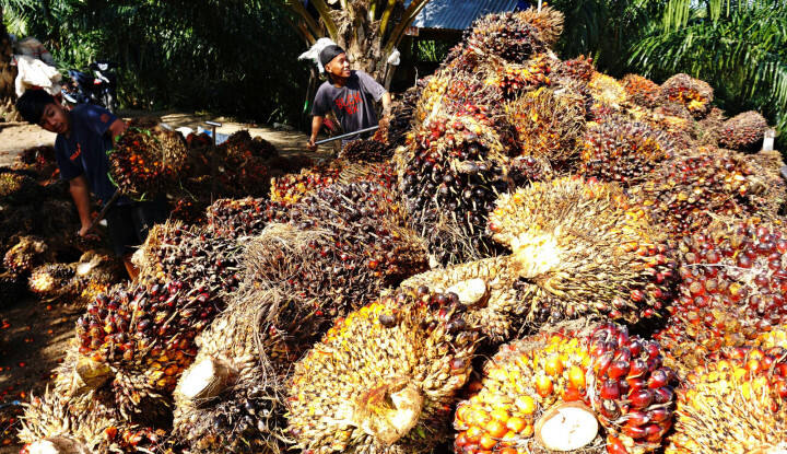 Di Bengkulu, Kebun Sawit Jadi Pemain Utama Pertumbuhan Ekonomi Daerah