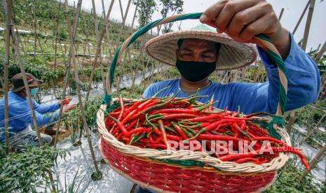 Intervensi Kementan agar Harga Cabai Kembali Meningkat
