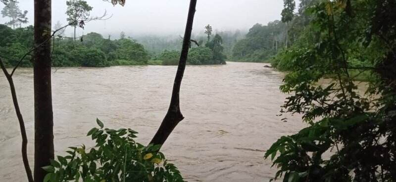 Dulu Ada Kawanan Gajah di Hutan Lesten, tapi Kini Hanya Tersisa Dua Ekor