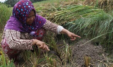 Serangan Hama Tikus di Tapanuli Selatan Meluas